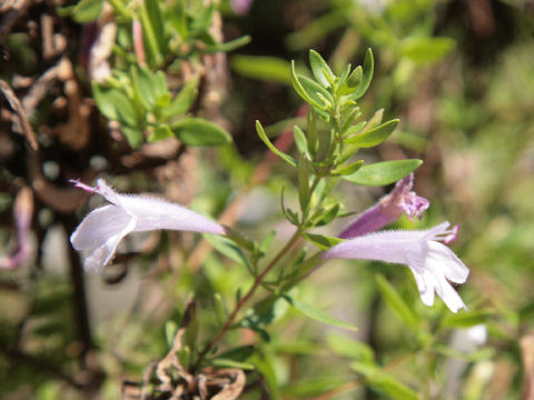 Hedeoma apiculatum