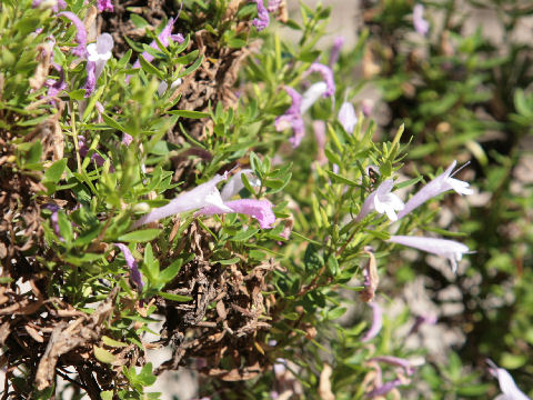 Hedeoma apiculatum