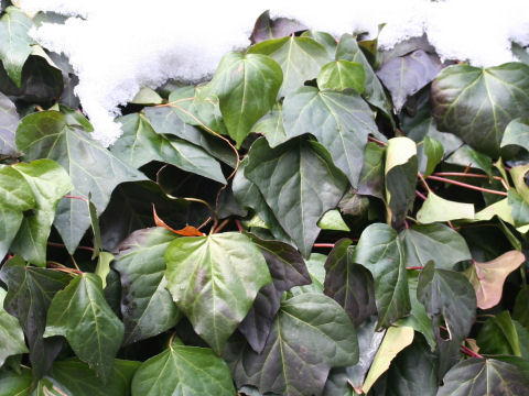 Hedera helix