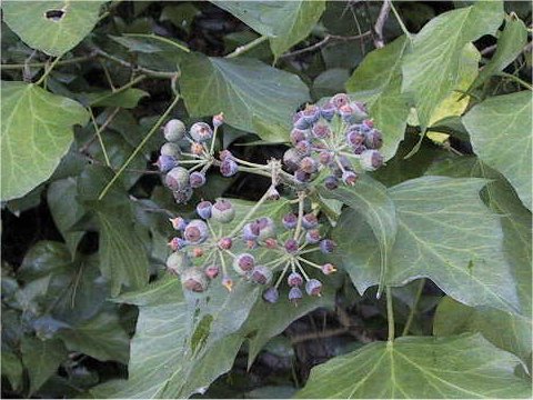 Hedera helix