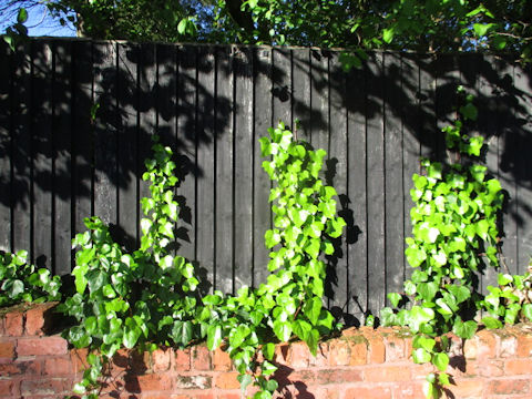 Hedera helix