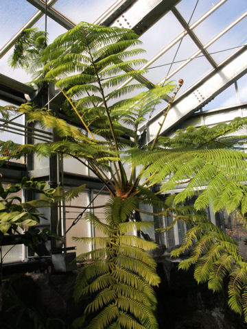 Cyathea spinulosa