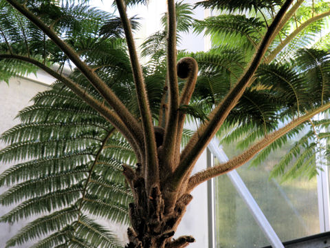 Cyathea spinulosa