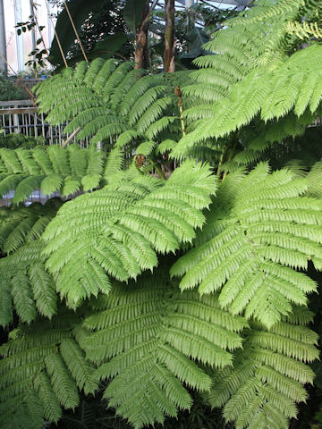 Cyathea spinulosa