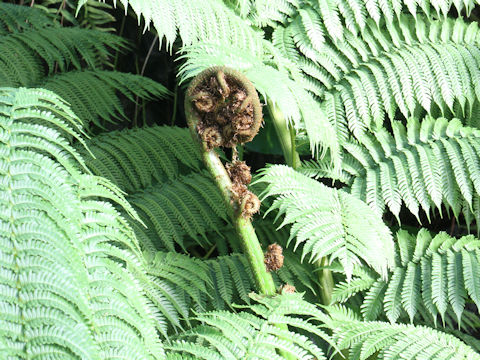 Cyathea spinulosa