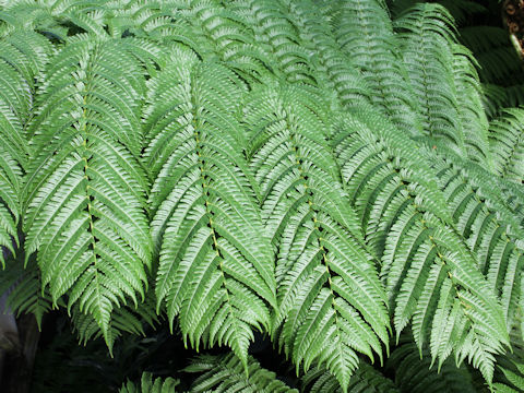 Cyathea spinulosa