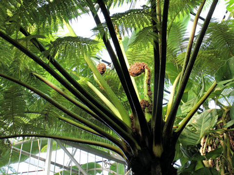 Cyathea spinulosa