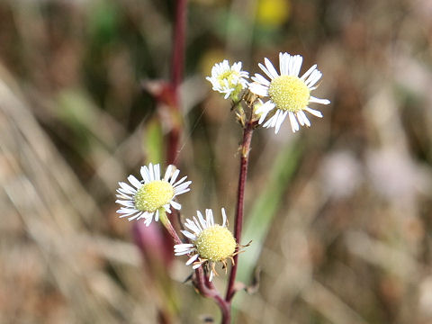 Stenactis strigosus