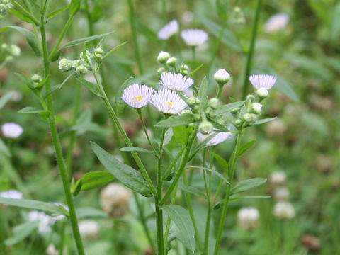 Stenactis strigosus