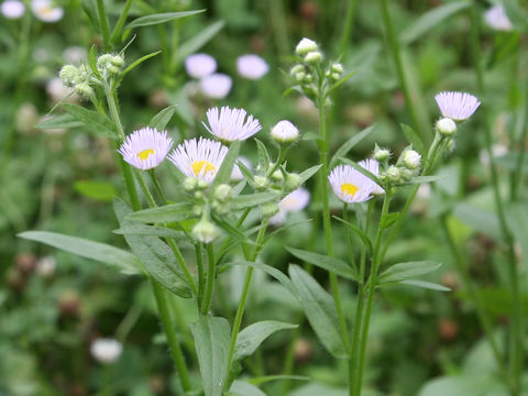 Stenactis strigosus