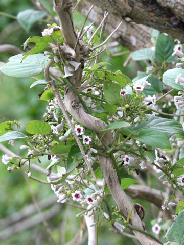 Paederia scandens