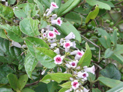 Paederia scandens