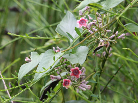 Paederia scandens