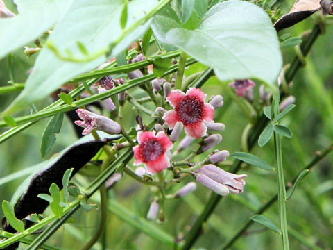 Paederia scandens