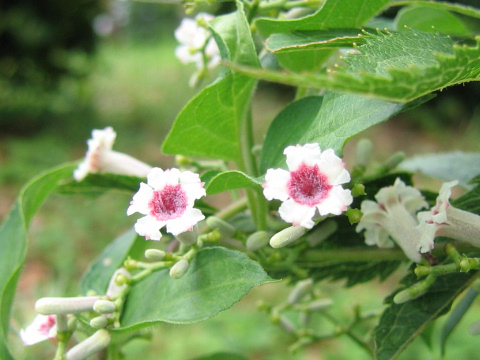 Paederia scandens