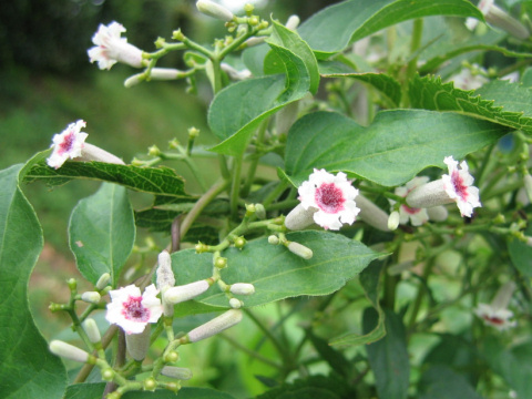 Paederia scandens