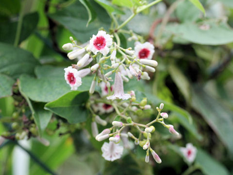 Paederia scandens