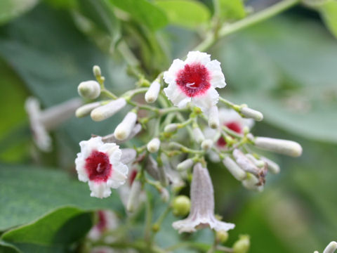 Paederia scandens