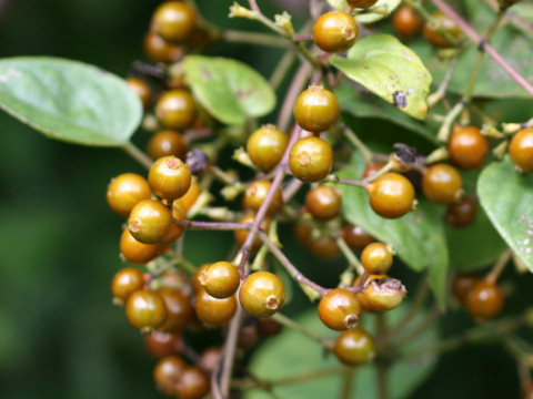 Paederia scandens