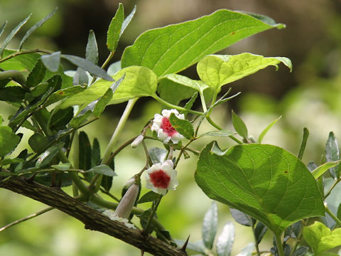 Paederia scandens