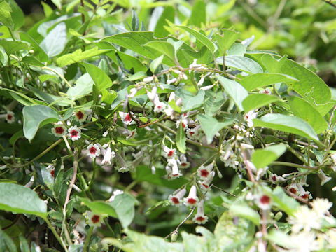 Paederia scandens