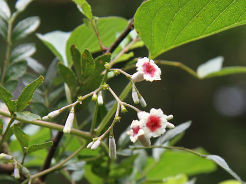 Paederia scandens