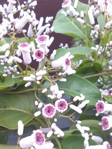 Paederia scandens