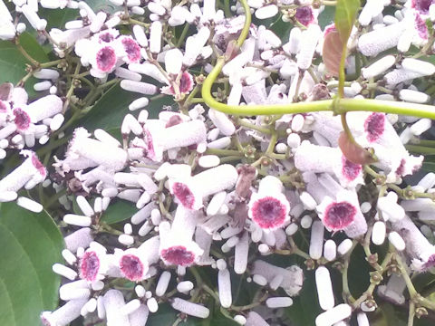 Paederia scandens