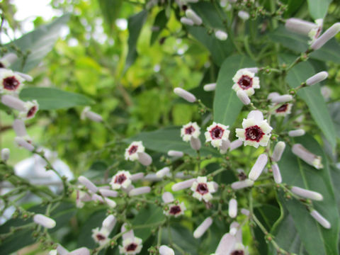 Paederia scandens