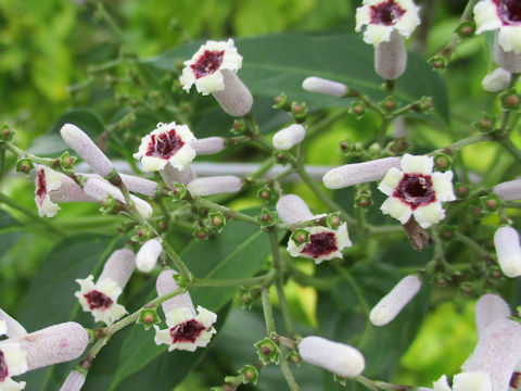 Paederia scandens