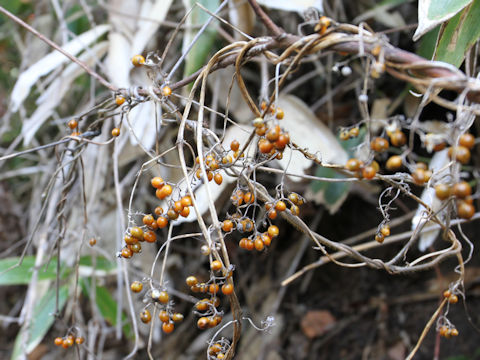 Paederia scandens