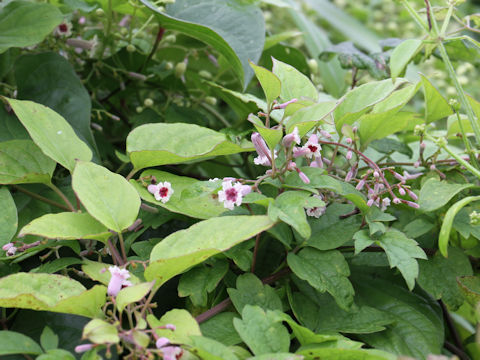 Paederia scandens