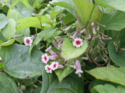 Paederia scandens