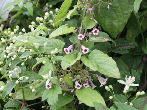 Paederia scandens