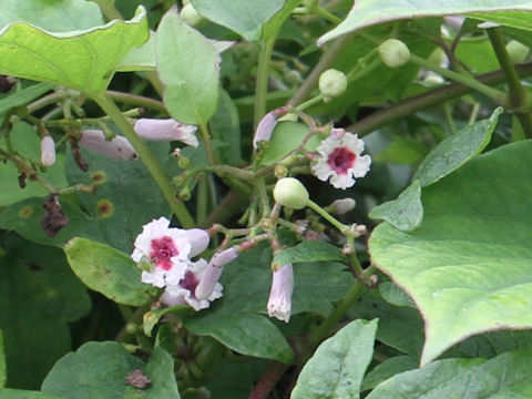 Paederia scandens