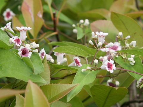 Paederia scandens