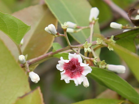 Paederia scandens