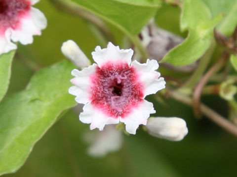 Paederia scandens