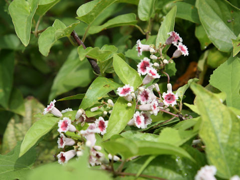 Paederia scandens