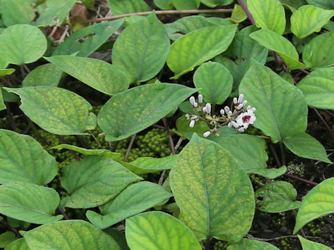 Paederia scandens