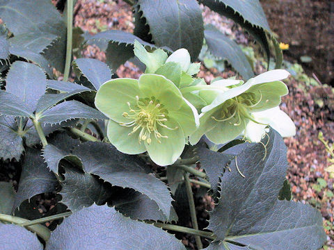 Helleborus argutifolius