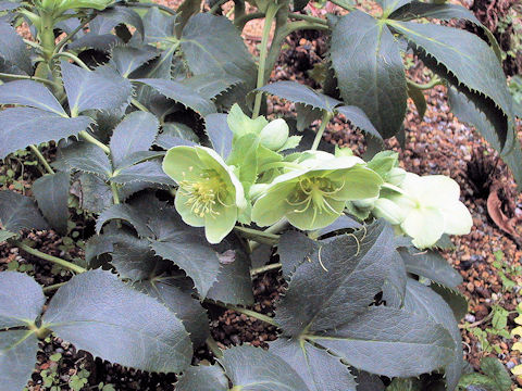 Helleborus argutifolius