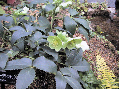 Helleborus argutifolius