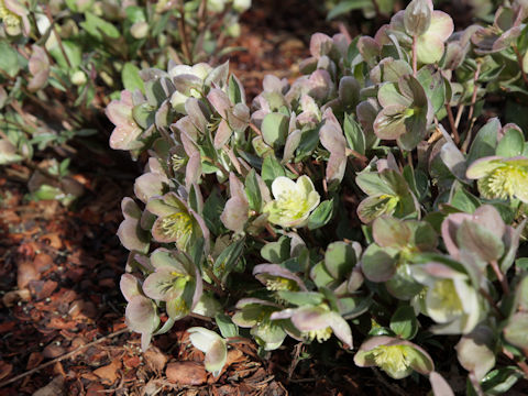 Helleborus argutifolius