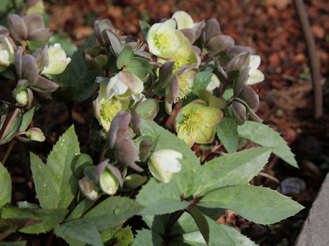 Helleborus argutifolius