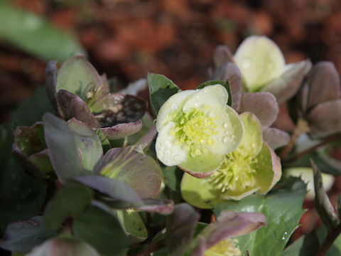 Helleborus argutifolius