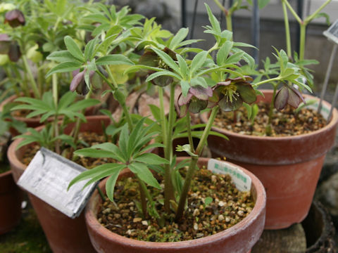 Helleborus atrorubens