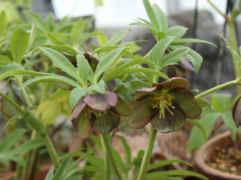Helleborus atrorubens