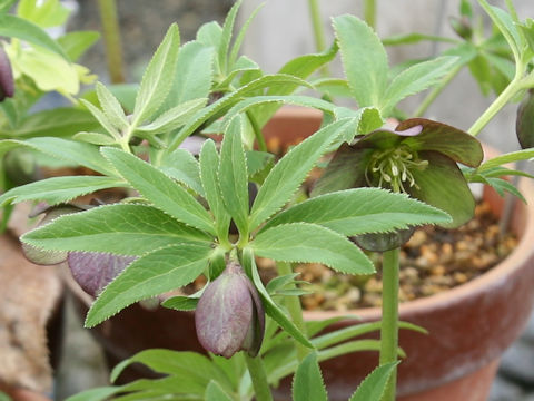 Helleborus atrorubens