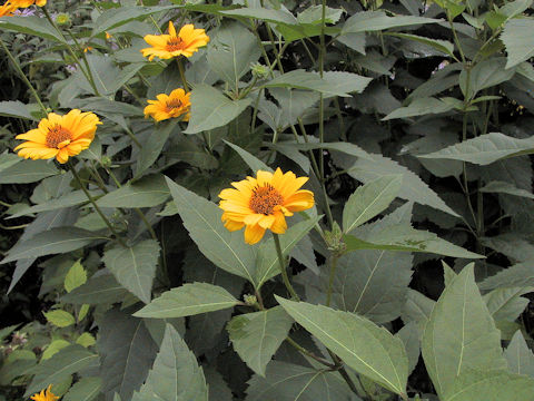 Helianthus atrorubens